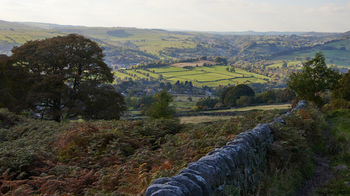 Fern field valley.jpg